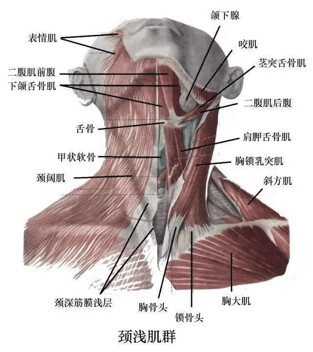 如何預(yù)防肌肉勞損與頸椎病？