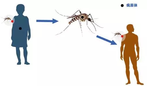 除積水 滅蚊子 預防登革熱